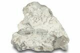 Plate of Ordovician Graptolite (Phyllograptus) Fossils - Utah #251539-1